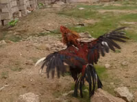 Chickens — picha 4