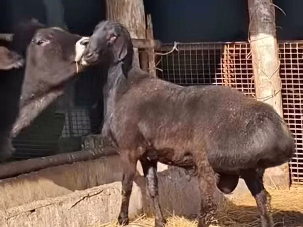 Ram, Sheep