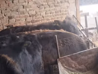 सांड, एबरडीन - एंगस — फ़ोटो 1