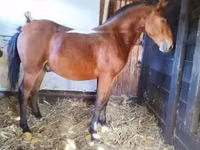 Hengst, Nonius horse — Foto 6