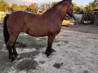 Farasi jike, Međimurje horse — picha 1