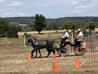 马匹（批次，未指定性别）, Lipizzaner — 照片 3
