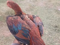 Chickens — picha 4
