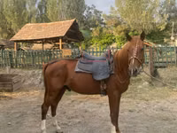 Farasi dume, Karabakh horse — picha 1