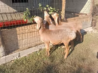 Sheep, Arashan sheep — photo 4