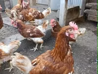 Chickens — picha 4