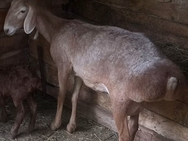 Sheep, Afghan Arabi sheep