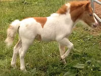 حصان, Miniature horse — الصورة 2