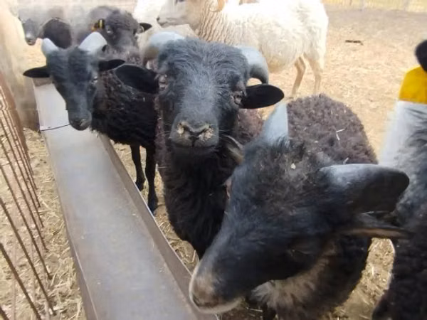 Carnero, Ouessant sheep