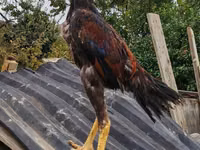 Chickens — फ़ोटो 1