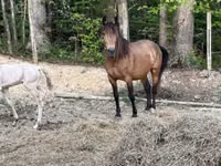 Yegua, Black Sea breed — foto 4