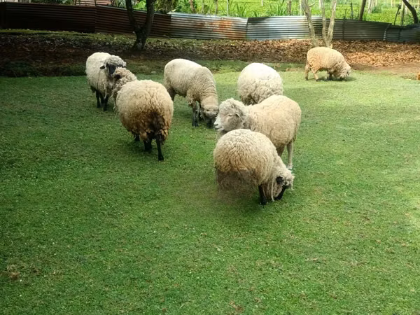 Kondoo jike, Hampshire sheep