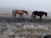 فرس, Bashkir horse — الصورة 2