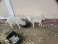 Goat, Irish goat — photo 1