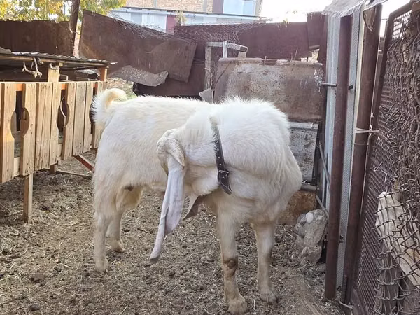Козёл, Гулаби коза