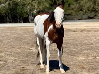 Caballo, American paint horse — foto 4