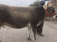 Kuh, Swiss cattle — Foto 4