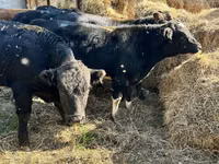 Bulle, Swiss cattle — Foto 2