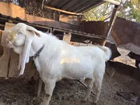 Mbuzi dume, Gulabi goats — picha 6