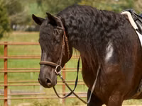 Hengst, Friesian — Foto 8
