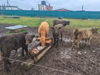 Ng'ombe dume, Ng'ombe wa Galloway — picha 3