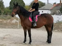 घोड़ी, Hungarian horse breed — फ़ोटो 5
