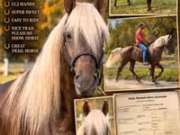 Hengst, Rocky Mountain Horse — Foto 1