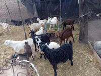 تيس, Pomellata goat — الصورة 2