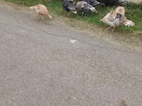 Turkeys — Foto 3