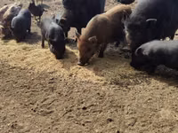 Eber, Schweine — Foto 1