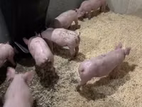 Pigs (batch, sex not specified) — photo 2