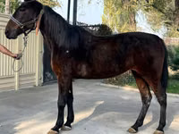 Farasi jike, French Trotter — picha 5