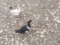 Ducks — picha 5
