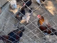 Marans — Foto 3