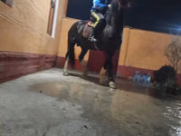 Caballo, Russian warmblood — foto 5