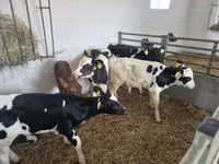Bulle, Russian Black pied cattle — Foto 7