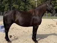 Farasi jike, Percheron — picha 2