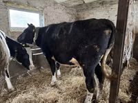 Ng'ombe jike, Russian Black pied cattle — picha 1