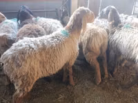 भेड़, Arashan sheep — फ़ोटो 2