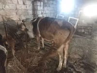 Kuh, Simmental cattle — Foto 2