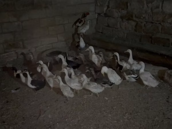 Geese