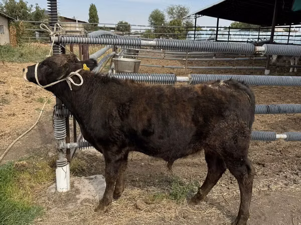 Ng'ombe dume, Aberdeen – Angus