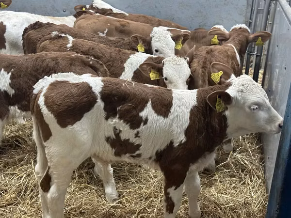 Rinder (Partie, Geschlecht nicht angegeben), Simmental cattle