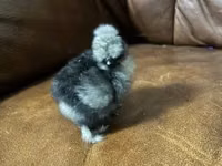 Ayam Cemani — Foto 4