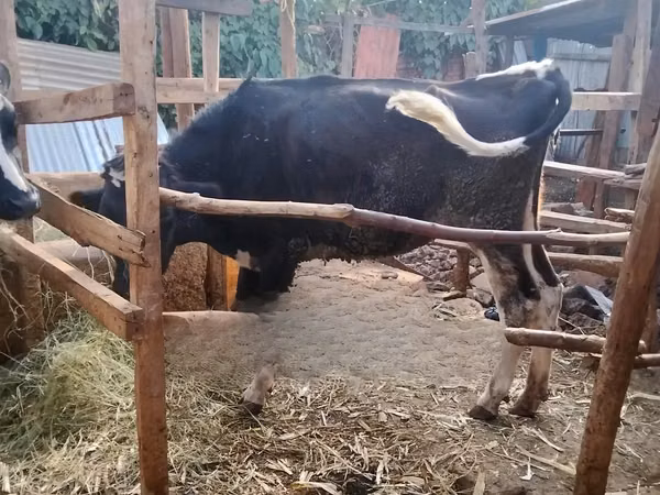 Ng'ombe jike, Banda la Holstein