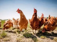 Chickens — 照片 2