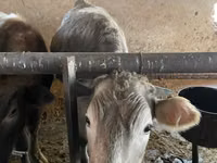 Ng'ombe jike, Russian Black pied cattle — picha 7