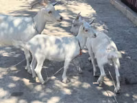 母山羊, Russian White goat — 照片 1
