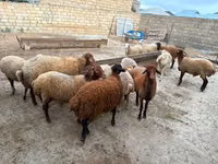 Kondoo jike, Apsheron sheep — picha 5