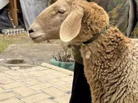 نعجة, Arashan sheep — الصورة 2